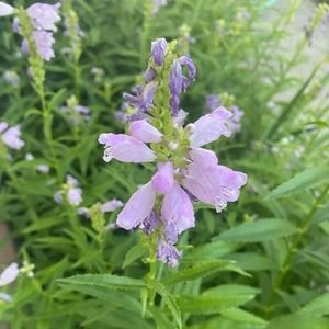 Meet your Posher, Olive